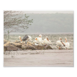 Pelikane und Egret an der Felsenküste Fotodruck
