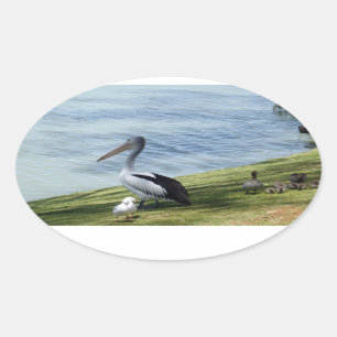 Pelikane und Enten, Ovaler Aufkleber
