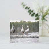 Pelikane und Kormorane Postkarte (Stehend Vorderseite)