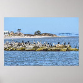 Pelikane und Kormorane und Dauphin Island Bridge Poster