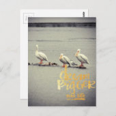 Pelikane und Seagull Dream Bigger Postkarte (Vorne/Hinten)