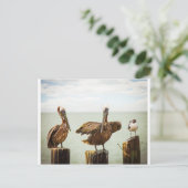 Pelikane und Seagull Postkarte (Stehend Vorderseite)