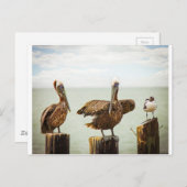 Pelikane und Seagull Postkarte (Vorne/Hinten)
