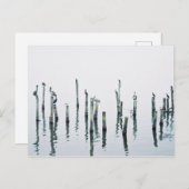 Pelikane und Seevögel mit Reflexion Postkarte (Vorne/Hinten)