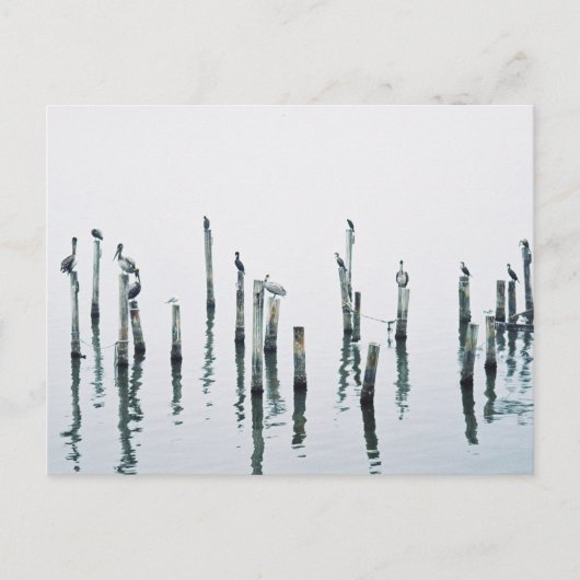 Pelikane und Seevögel mit Reflexion Postkarte (Vorderseite)