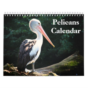 Pelikane Vogel 2027 Kalender