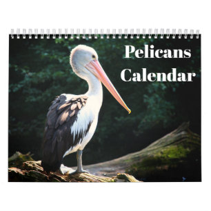 Pelikane Vogel 2027 Kalender