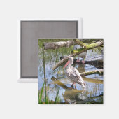 PELIKANER MAGNET (Vorderseite/Rückseite)