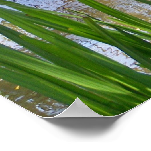 PELIKANER POSTER (Ecke)