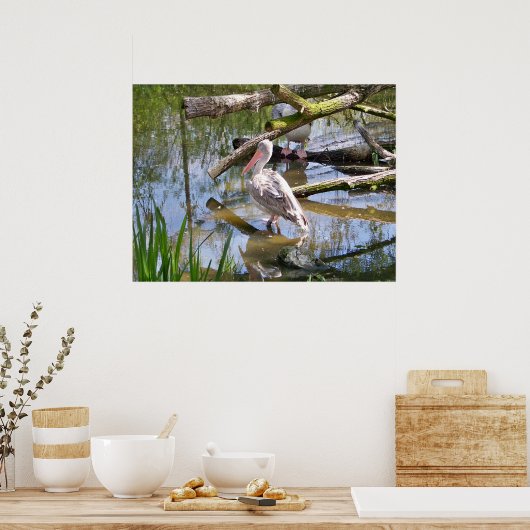 PELIKANER POSTER (Küche)