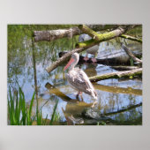 PELIKANER POSTER (Vorne)