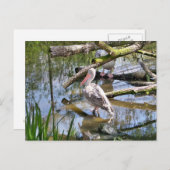 PELIKANER POSTKARTE (Vorne/Hinten)