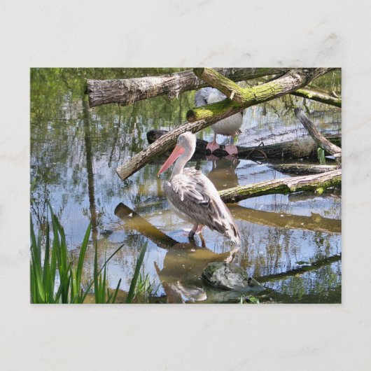 PELIKANER POSTKARTE (Vorderseite)