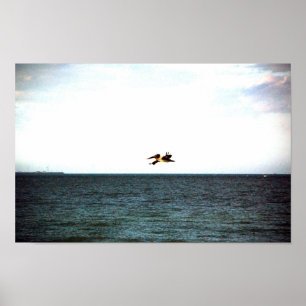 Pelikanflug Poster