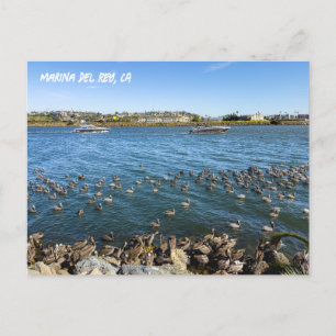 Pelikangebäck im Kanal - Marina del Rey, CA Postkarte