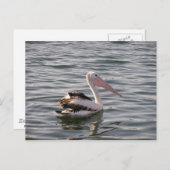 pelikanisch postkarte (Vorne/Hinten)