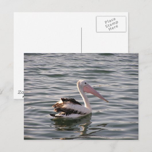 pelikanisch postkarte (Vorne/Hinten)