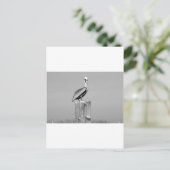 pelikanisch postkarte (Stehend Vorderseite)