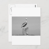 pelikanisch postkarte (Vorne/Hinten)