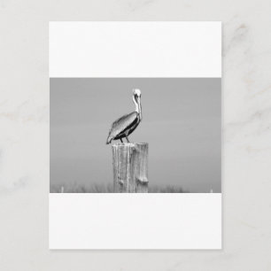 pelikanisch postkarte