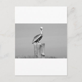 pelikanisch postkarte