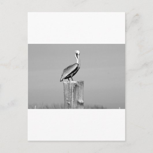 pelikanisch postkarte (Vorderseite)