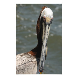 Pelikanporträt Fotodruck