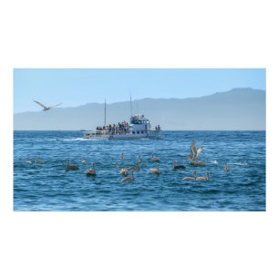 Pelikans Basking & Boat - Marina Del Rey, CA Foto