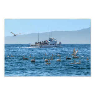 Pelikans Basking & Boat - Marina Del Rey, CA Fotodruck