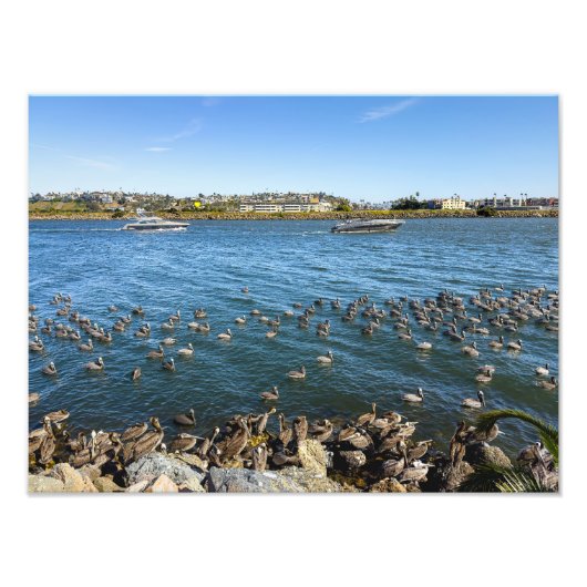 Pelikans Basking - Marina Del Rey, CA Fotodruck (Vorne)