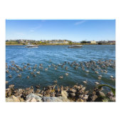 Pelikans Basking - Marina Del Rey, CA Fotodruck (Vorne)