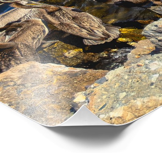 Pelikans Basking - Marina Del Rey, CA Fotodruck (Ecke)