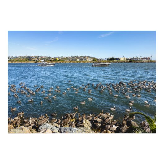 Pelikans Basking - Marina Del Rey, CA Fotodruck (Vorne)