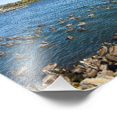 Pelikans Basking - Marina Del Rey, CA Fotodruck (Ecke)