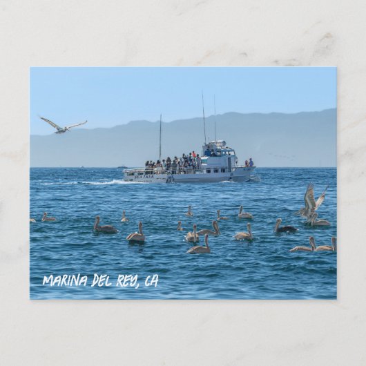Pelikans Basking - Marina Del Rey, CA Postkarte (Vorderseite)