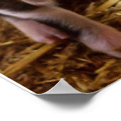 Pellkarton Poster (Ecke)