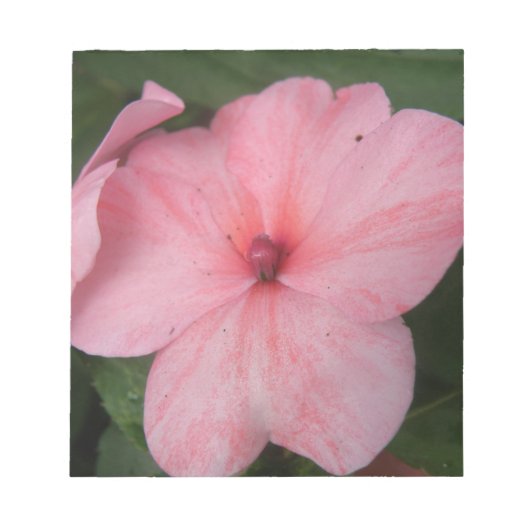 Pellrosa Impatiens Blume Notepad Notizblock (Vorderseite)
