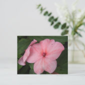 Pellrosa Impatienten Blume Postkarte (Stehend Vorderseite)