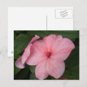 Pellrosa Impatienten Blume Postkarte (Vorne/Hinten)