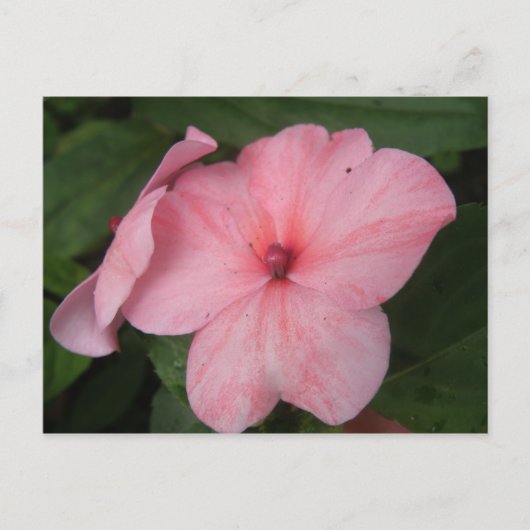 Pellrosa Impatienten Blume Postkarte (Vorderseite)