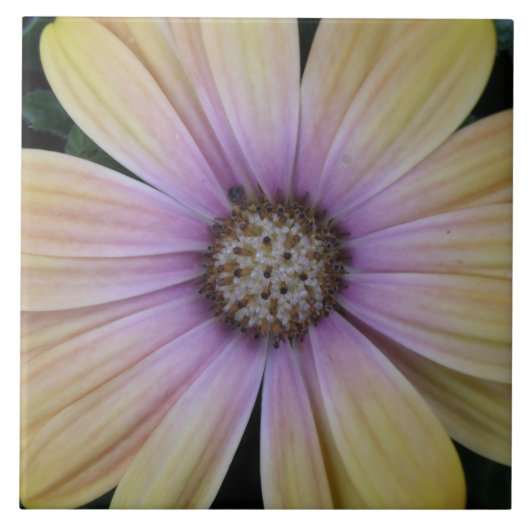 Pellrosa Sonnenblume Fliese (Vorderseite)