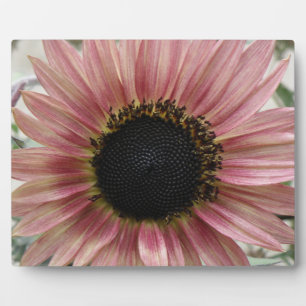 Pellrosa Sonnenblume Fotoplatte