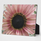 Pellrosa Sonnenblume Fotoplatte (Seite)