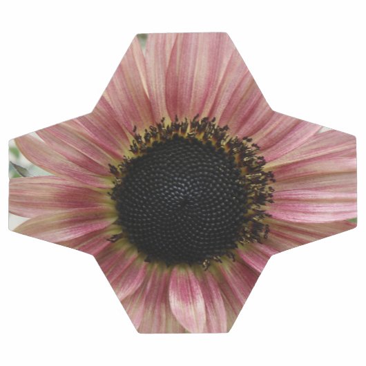 Pellrosa Sonnenblume Fußball (Flach)