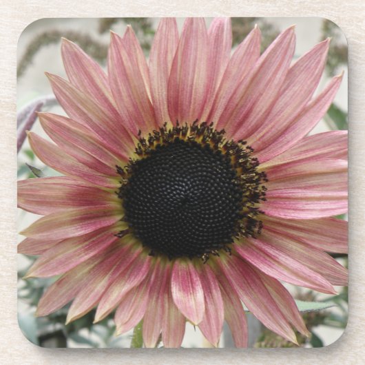 Pellrosa Sonnenblume Getränkeuntersetzer (Vorderseite)