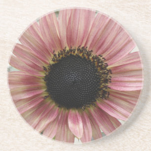 Pellrosa Sonnenblume Getränkeuntersetzer