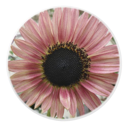 Pellrosa Sonnenblume Keramikknauf (Vorderseite)