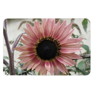 Pellrosa Sonnenblume Magnet