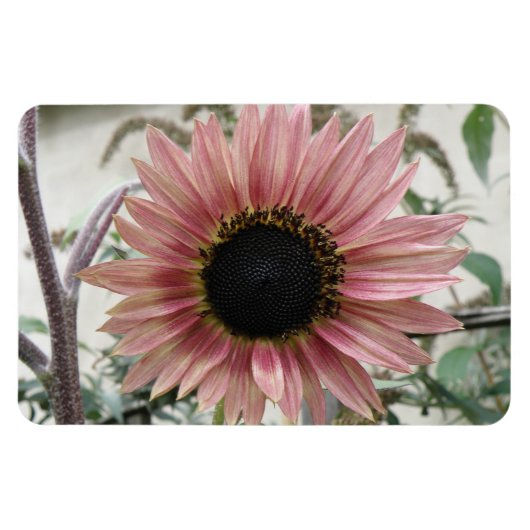Pellrosa Sonnenblume Magnet (Horizontal)