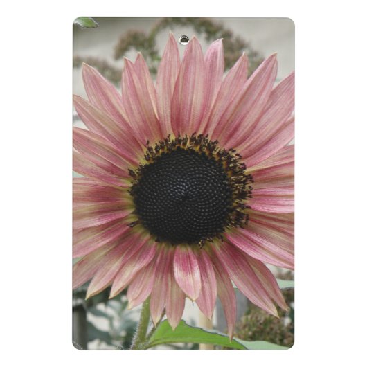 Pellrosa Sonnenblume Mini Klemmbrett (Rückseite)